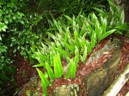 Tổng Quan Công Dụng Của Vị Thuốc Thạch Vĩ