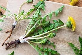 Điều Trị Bệnh Tiểu Đường với Bồ Công Anh: Cách Sử Dụng và Lưu Ý