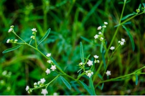 Cây Cúc Liên Chi Dại: Thảo Dược Quý Trong Y Học Cổ Truyền