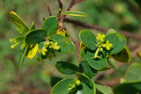 Chữa Chứng Mất Ngủ , An Thần Bằng Cây Niệt Gió An Toàn Không Cần Đến Thuốc