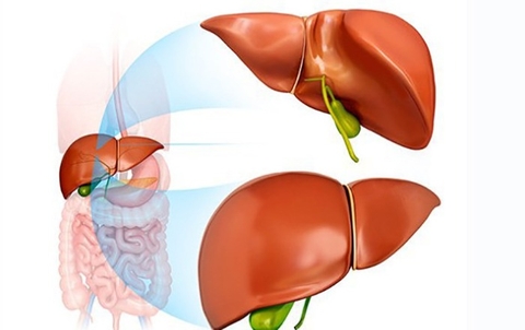 Viêm Gan D Có Nguy Hiểm Không ? Cách Phòng Ngừa Và Chữa Trị Viêm Gan
