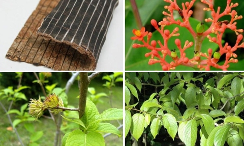 Cây đỗ trọng: Đặc điểm,, tác dụng dược tính và trị bệnh