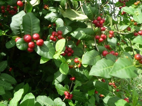 Tìm Hiểu Về Cây Ba Gạc Và Cách Chữa Trị Các Bệnh Từ VỊ Thuốc Này