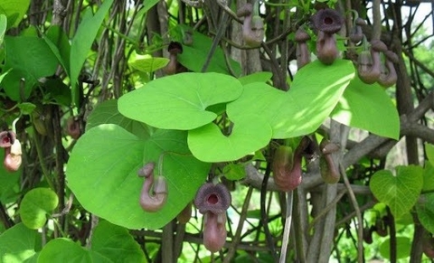 Tổng Quan Công Dụng Và Lợi Ích Của Thảo Dược Mộc Thông