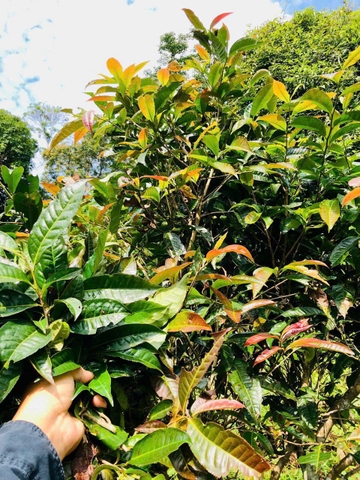 Hành Trình Tạo Nên Lục Trà Bách Tuế: Từ Bàn Tay Nghệ Nhân Đến Tách Trà Thanh Khiết