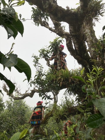 Di Sản Thiên Nhiên và Văn Hóa: Hành Trình Tìm Về Trà Shan Tuyết Cổ Thụ