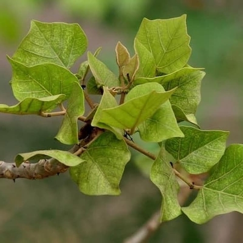 TRÀ NGỦ NGON THANH BÌNH 100gram