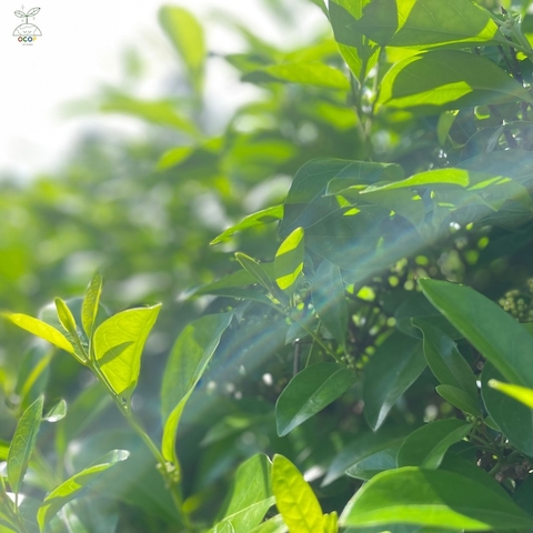 CAO THÌA CANH THANH BÌNH 100gr