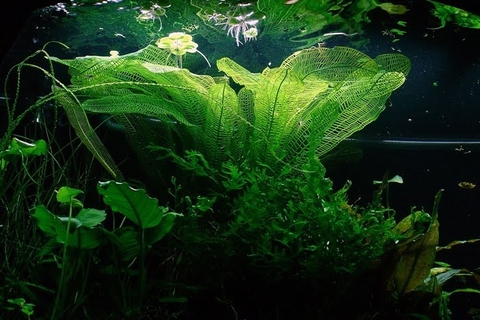 Cây Choi Lưới thủy sinh cực đẹp và độc đáo