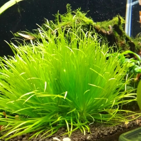 Cây Cỏ Nhật cho bể thủy sinh