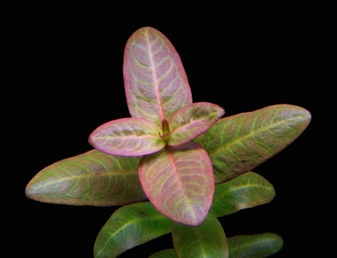Hoành diệp thảo (Pink redstem) (Ammannia latifolia)