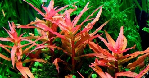 Cây thủy sinh Hồng liễu lá đỏ cho bể Hà Lan