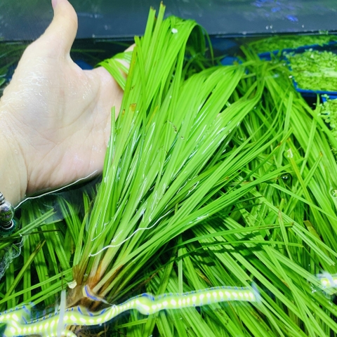 Cỏ Narong cây thủy sinh trồng hậu cảnh cực đẹp