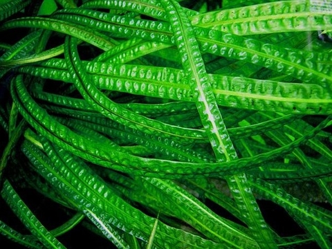 Cây Tiêu thảo hẹp lá dài (Rong Lụa) cực đẹp cho bể thủy sinh