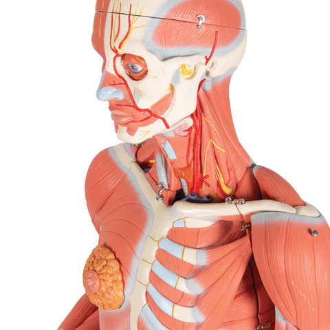 Mô hình cơ bắp người kép kích thước thật 3/4 trên giá đỡ kim loại, 45 phần - 3B Scientific