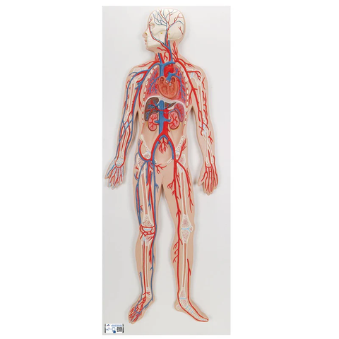 Mô hình hệ thống tuần hoàn của con người - 3B Scientific