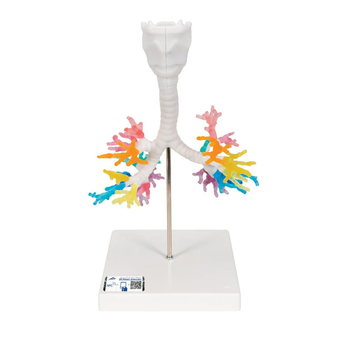 Mô hình cây phế quản CT với thanh quản - 3B
