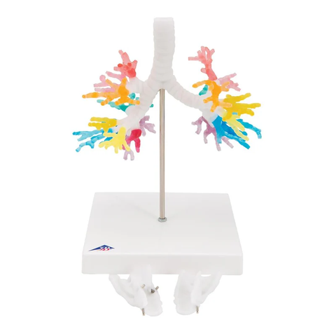 Mô hình cây phế quản CT với thanh quản - 3B