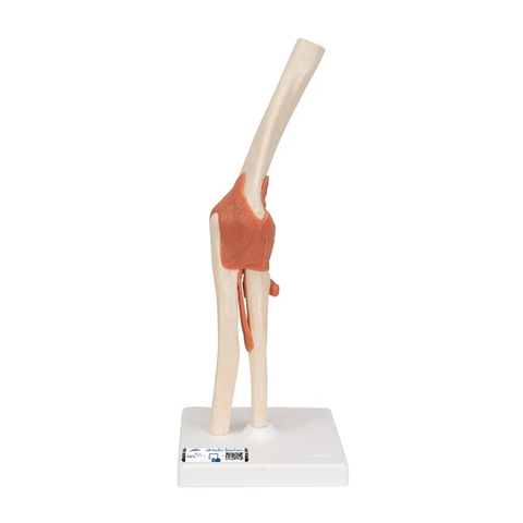 Bộ giải phẫu khớp - 3B Scientific