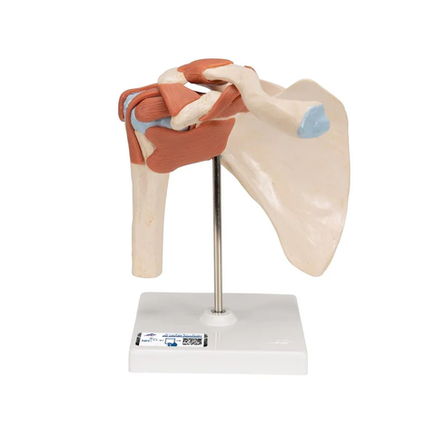 Bộ giải phẫu khớp - 3B Scientific