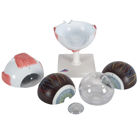 Mô hình mắt người, 5 lần kích thước đầy đủ, 6 phần - 3B Scientific