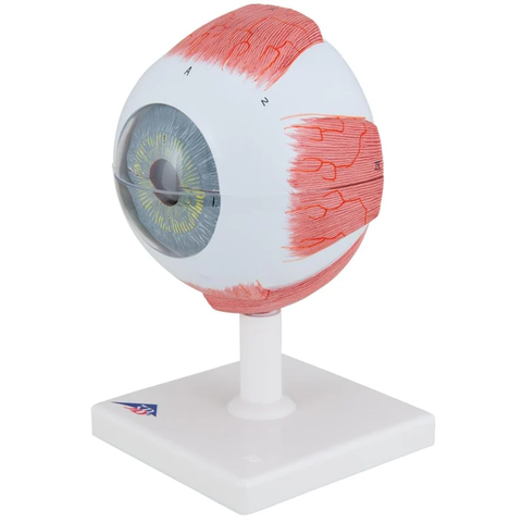 Mô hình mắt người, 5 lần kích thước đầy đủ, 6 phần - 3B Scientific