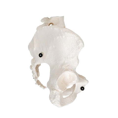 Mô hình bộ xương chậu nữ - 3B Scientific
