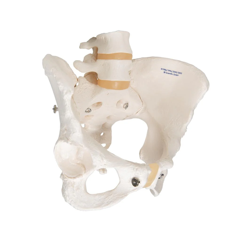 Mô hình bộ xương chậu nữ - 3B Scientific