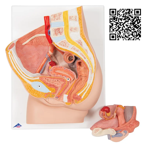 Mô hình xương chậu nữ  2 phần - 3B Scientific