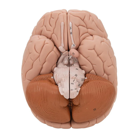 Human Brain Model, 8 part - 3B Scientific
