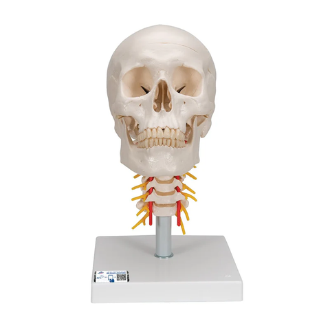 Mô hình sọ người trên cột sống cổ, 4 phần - 3B Scientific