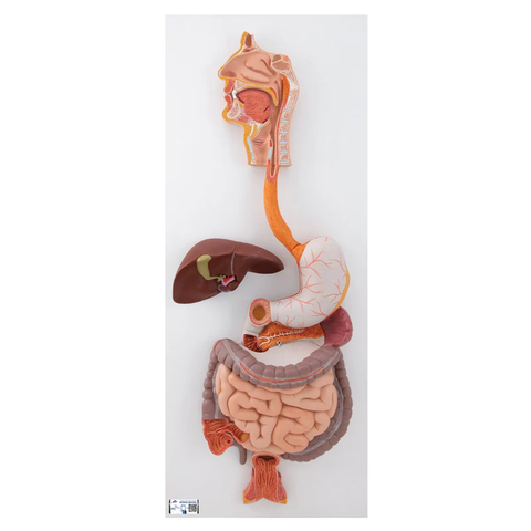Mô hình hệ tiêu hóa của con người, 3 phần - 3B Scientific