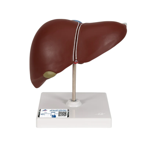 Mô hình gan với túi mật - 3B Scientific