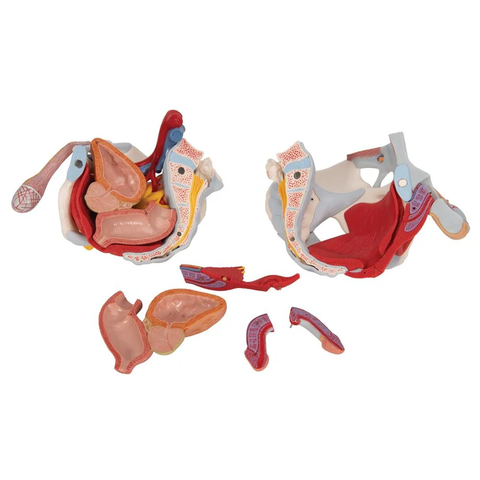 Mô hình bộ xương chậu nam với dây chằng, mạch máu, dây thần kinh, cơ sàn chậu và các cơ quan, 7 phần - 3B