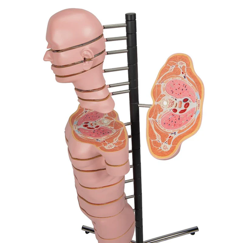 Mô hình thân MRI với 15 mặt cắt ngang - 3B Smart Anatomy