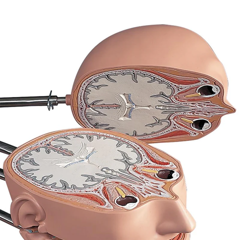 Mô hình thân MRI với 15 mặt cắt ngang - 3B Smart Anatomy