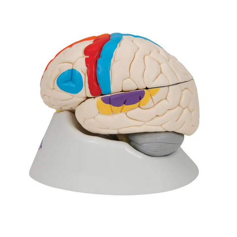 Mô hình não giải phẫu thần kinh của con người, 8 phần - 3B Scientific