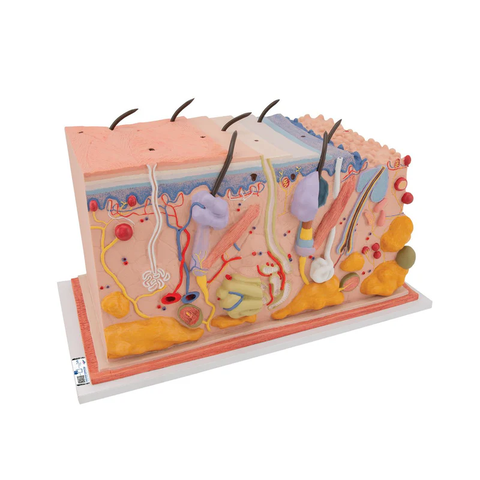 Mô hình cắt da người, 70 lần kích thước đầy đủ - 3B Scientific