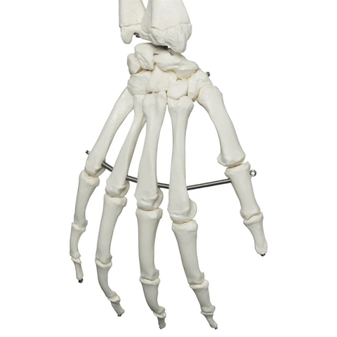 Mô hình bộ xương người Stan - 3B Scientific