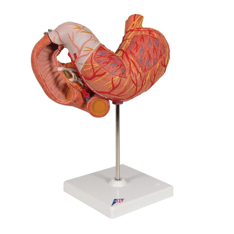 Mô hình dạ dày người, 3 phần - 3B Scientific