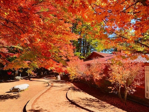 Bỏ túi 7 địa điểm ngắm lá phong đỏ siêu đẹp tại Đài Loan
