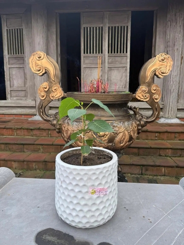 🌿✨ A SACRED IMPRINT IN THE LAND OF THE EMPEROR-MONK – THE BODHI TREE RISING ON THE HOLY PEAK OF NGOA VAN ✨🌿