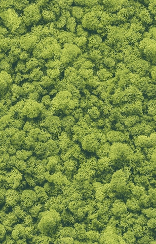 Giấy dán tường thiên nhiên Hàn Quốc Aurora 4013