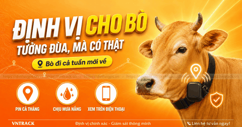 Thiết bị định vị cho trâu bò thả rông: chọn loại nào?