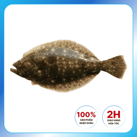 Cá Bơn Nâu Tươi Sống Hàn Quốc Làm Sashimi, Chiên, Nướng 1kg