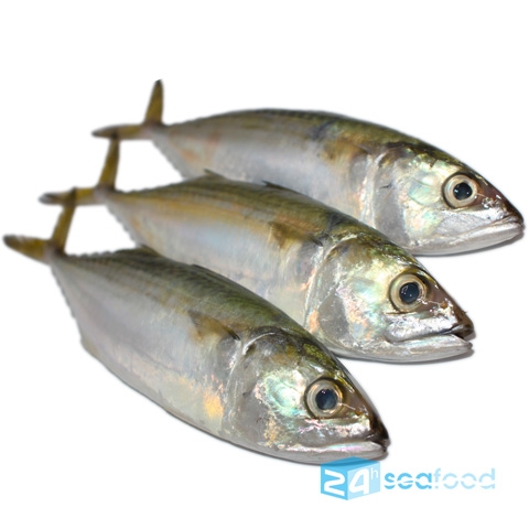 Cá bạc má fillet