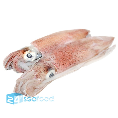 Mực ống Đông lạnh Size Nhỏ