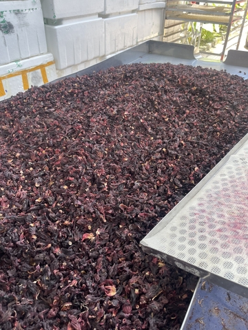 Hoa Astiso đỏ (Bụt giấm)