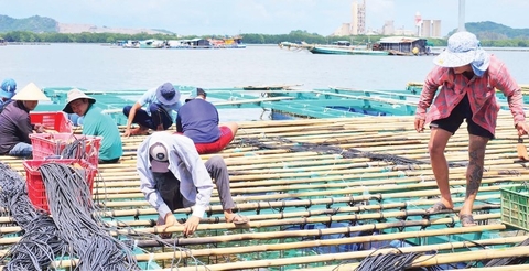 Kiên Giang thúc đẩy nuôi thủy sản quanh đảo, ven bờ