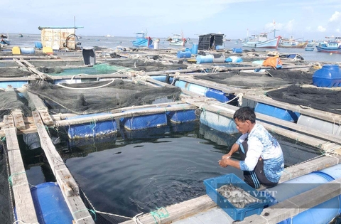 Lâm Đồng quyết tâm phát triển kinh tế biển, chuyển đổi nghề cho 8.000 -10.000 ngư dân ven biển Bình Thuận cũ